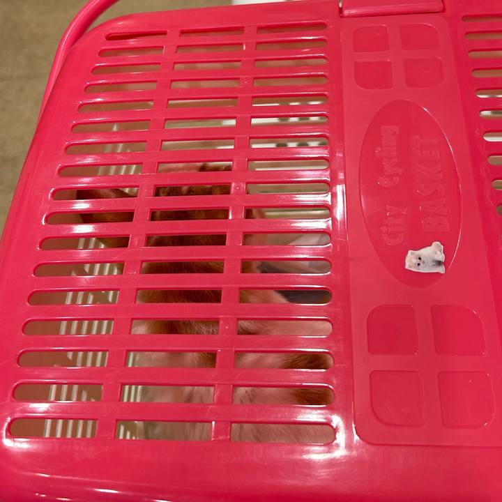 72cef78d c6db 4ae1 9fc7 85ae15fece19 1688349798671