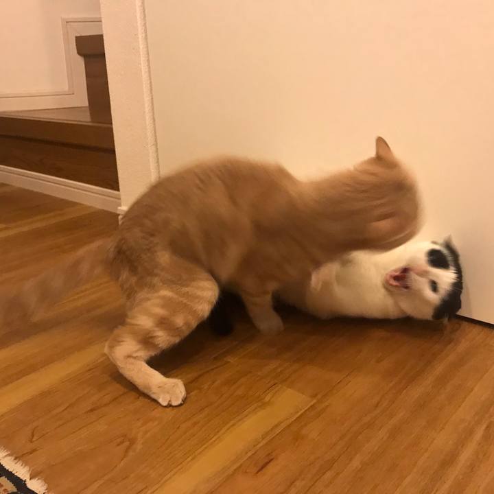 72cf0438 3ccd 4baf b5a7 96b0e0fe3ea8 1567176789187