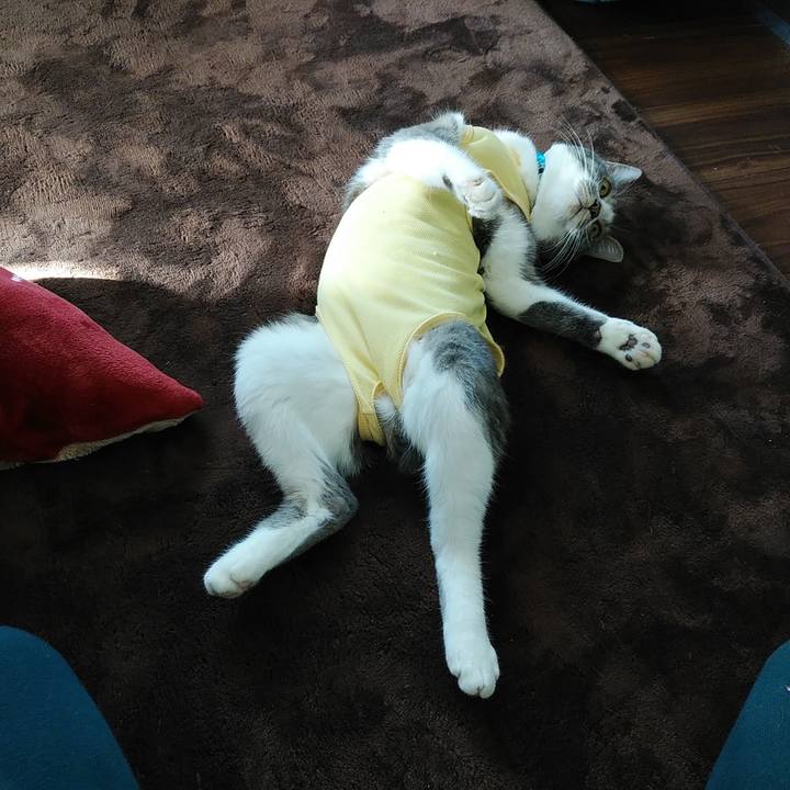 72d054e4 c9c8 41e8 bb83 0436ebc0c26f 1584746818997