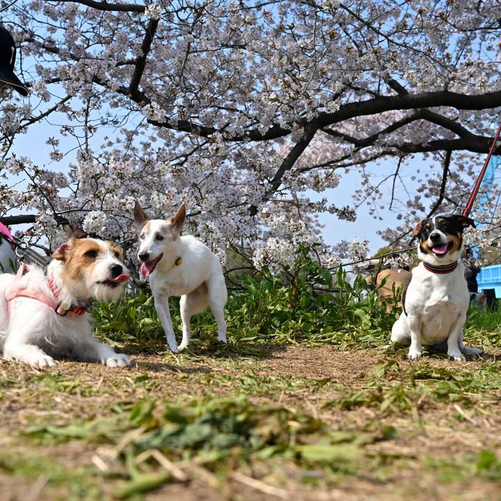 72d1f840 674f 45bc 95de c125f7821f61 1774872664080