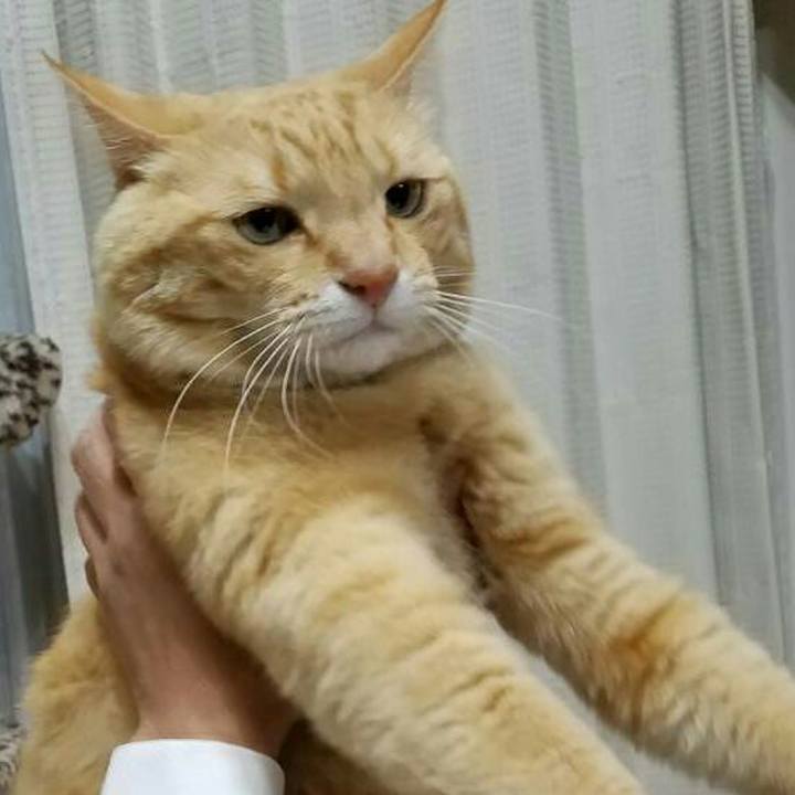 72d2478d 9972 4eba a3c8 335bb2f9aaa7 1529375054327