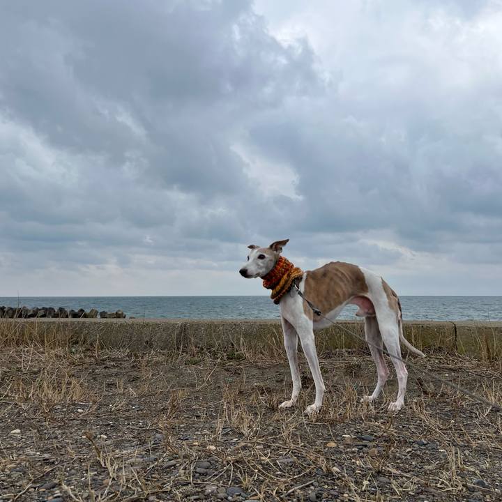 72d263d5 2473 4056 aaf7 0dd3f0afc84f 1773908460722