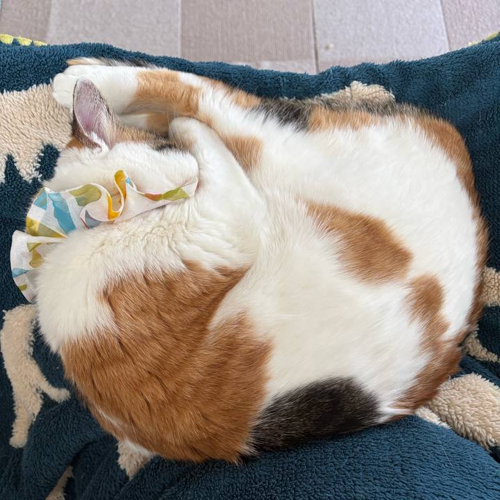 72d3e9cd 338b 42fa 908c 6d6e166b3715 1771114727366