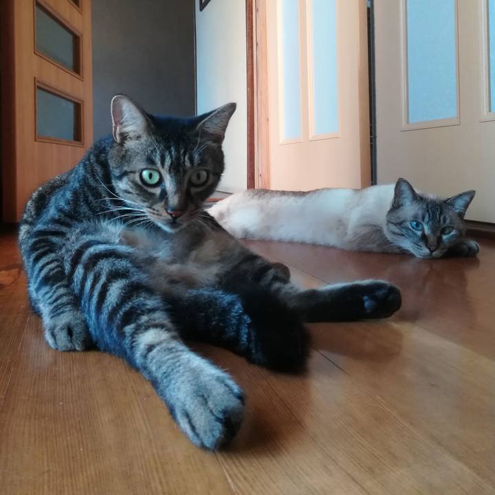 72da38c7 9abb 4620 850b e27d12e8a87a 1534234826874