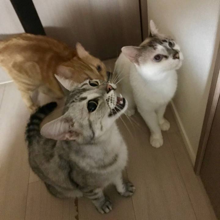 72dd26fe 7598 4aef b117 d290baf4014a 1530709046155