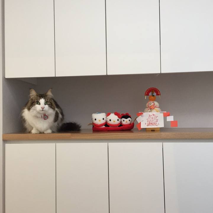 72dee49c 9264 4273 9b95 5fdaee62e5ba 1514957450480