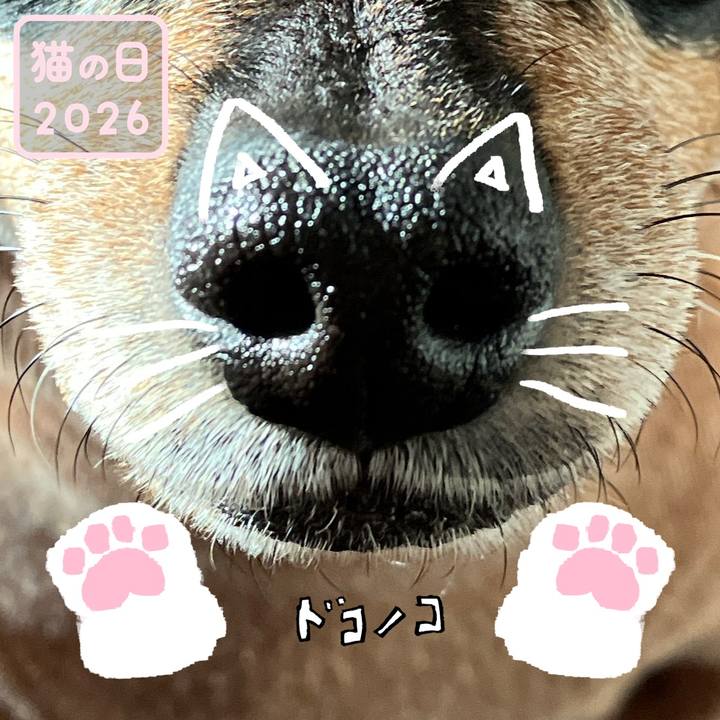 72e0645a 585a 4779 a9d4 83d63849756d 1771749934260