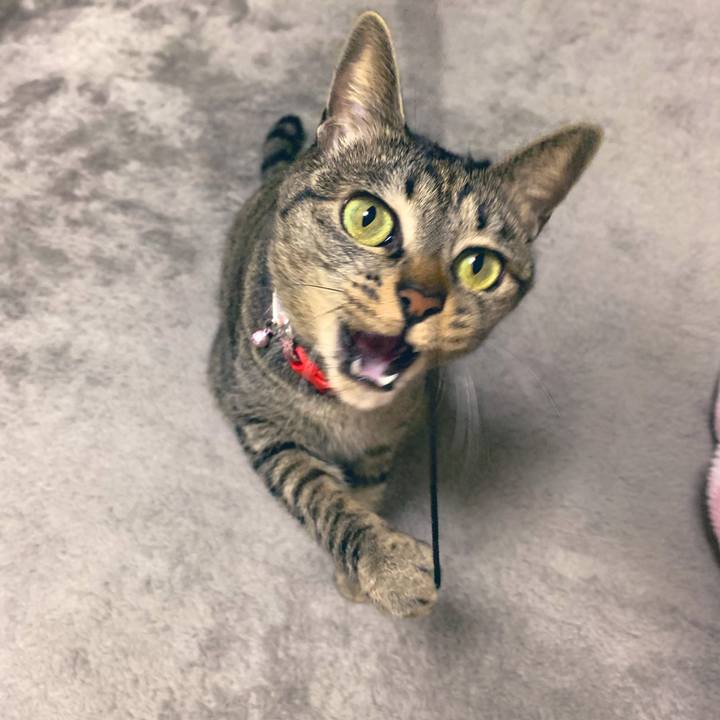 72e2e6bc 67c8 41c1 ab06 33d58f7b5a6b 1552045637039