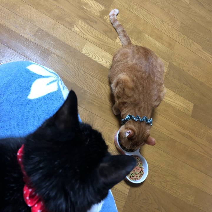 72e41ed8 5d2f 4ee4 880c fc6144b17f95 1557051504478