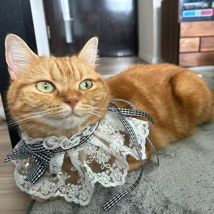 72e4e003 b8f3 4661 8204 f19dfd2ddb22 1726885970699