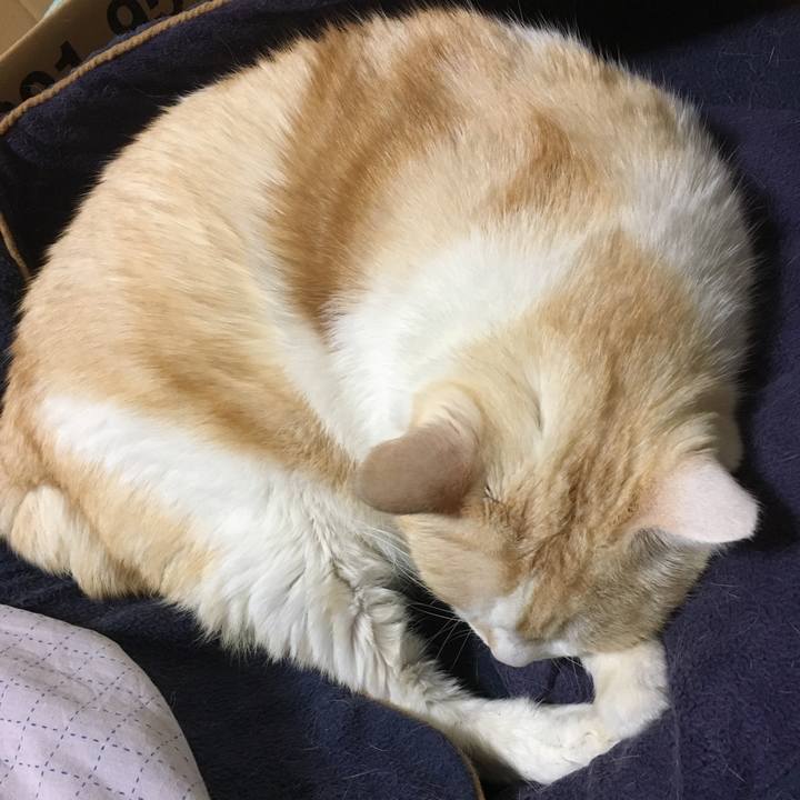 72e6b12e b241 40a2 9e60 a92a63690983 1512958415811