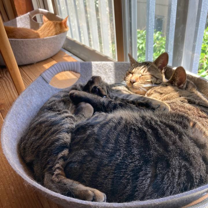 72e75371 c4c4 439b aedc 262029033303 1685145543678