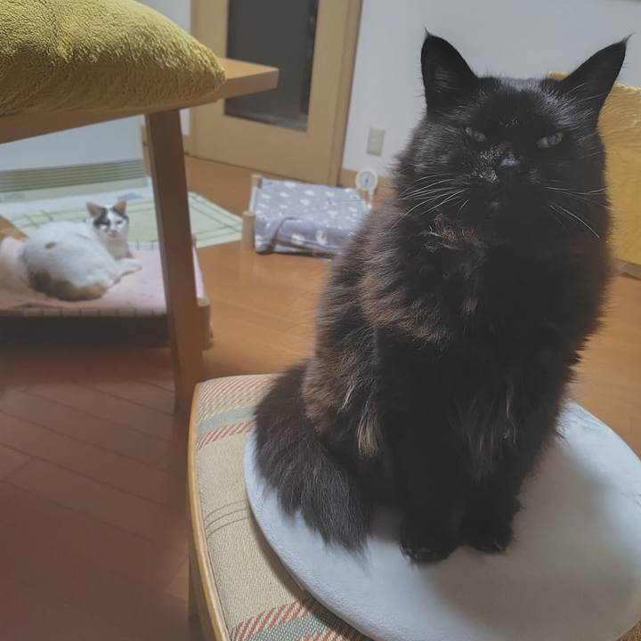 72e9fc3a 10bf 487f a7c7 ad4a6132db3f 1772456197137