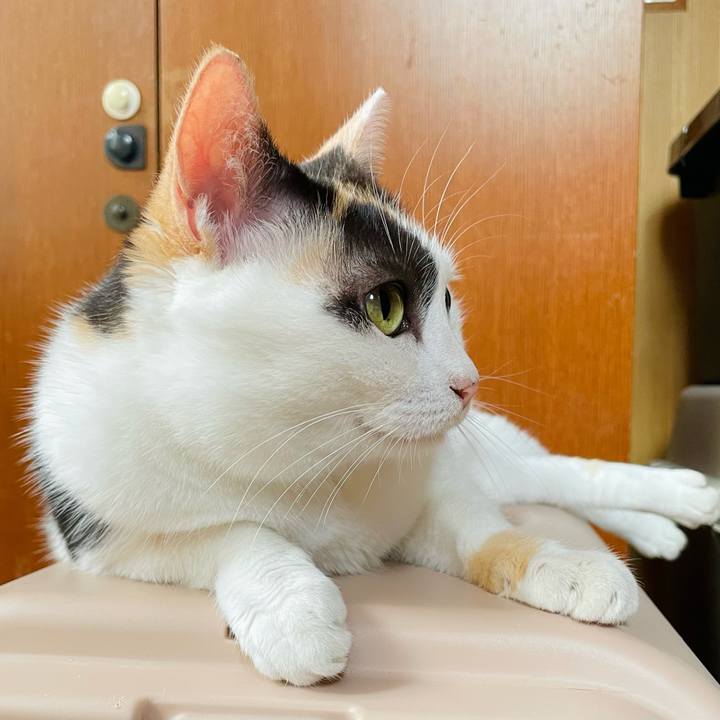 72ec5cc3 bfb4 45d7 8352 ba38ee53f530 1633659356843