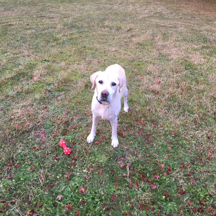 72ece904 a590 4a67 870d 98aacd52385a 1511053028740