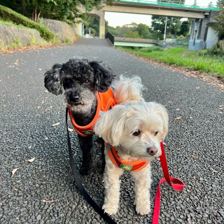 72eefca9 a550 451a adac 42501a22dcfa 1760695363777