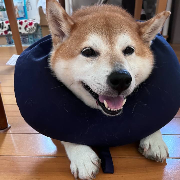 72f00bcd e41f 4edb b904 4bdfde206b3a 1693442103790