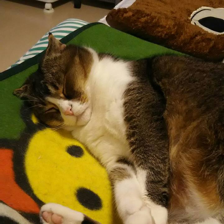 72f0b68a edc7 4a5a b05f c5cb8e30e5c3 1542629667906