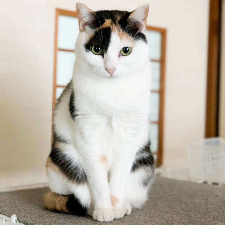 72f13c8c d41d 415b 90bf c23e4113d35d 1552009823594