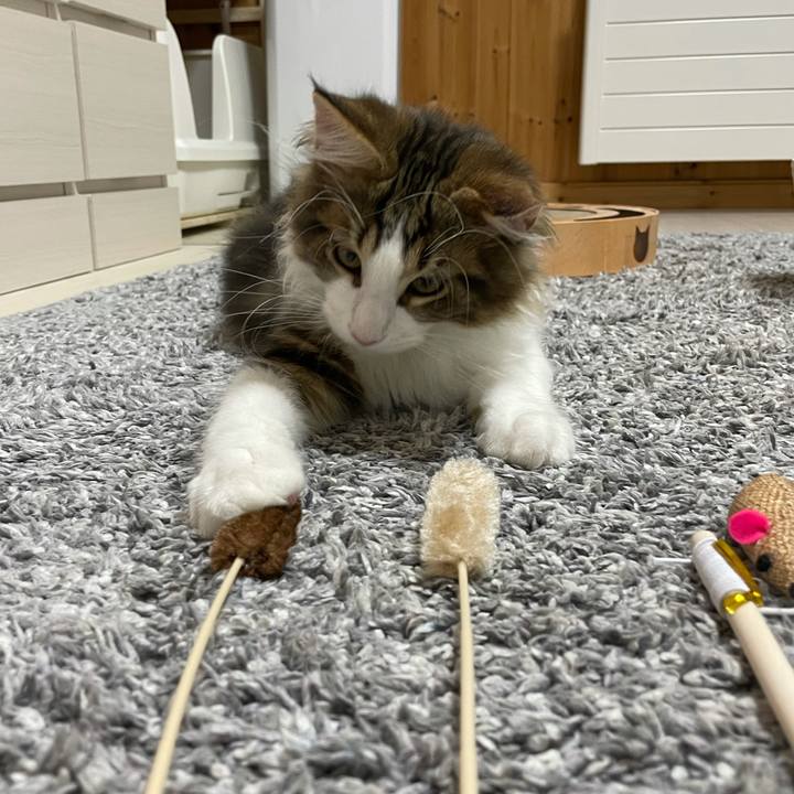 72f26101 84aa 43d1 9db5 ee43c14a45d1 1635334260568