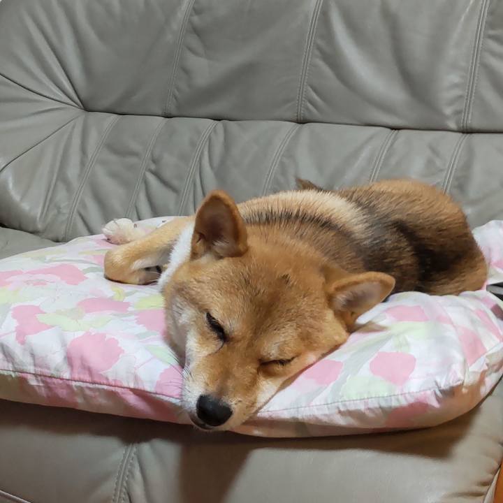 72f32051 23ae 4903 964e 95983fe8fc26 1629373941161