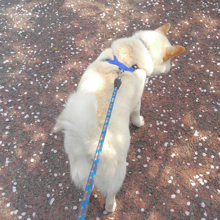 72f4942d 8243 4291 9147 822cde96e4ed 1554606884999