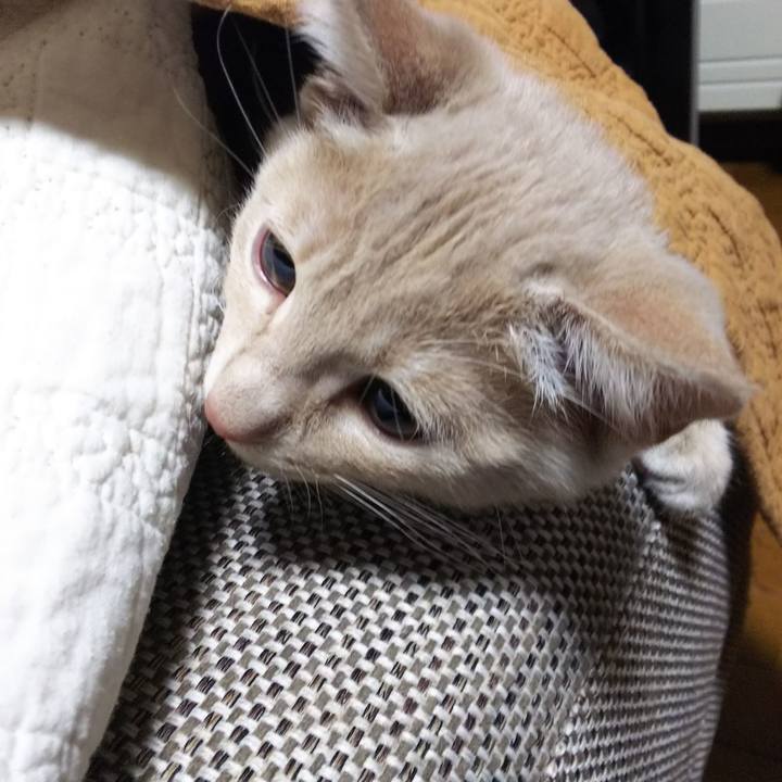 72f63465 3cbe 4d7a abdb dbc1e70ee414 1541159793955