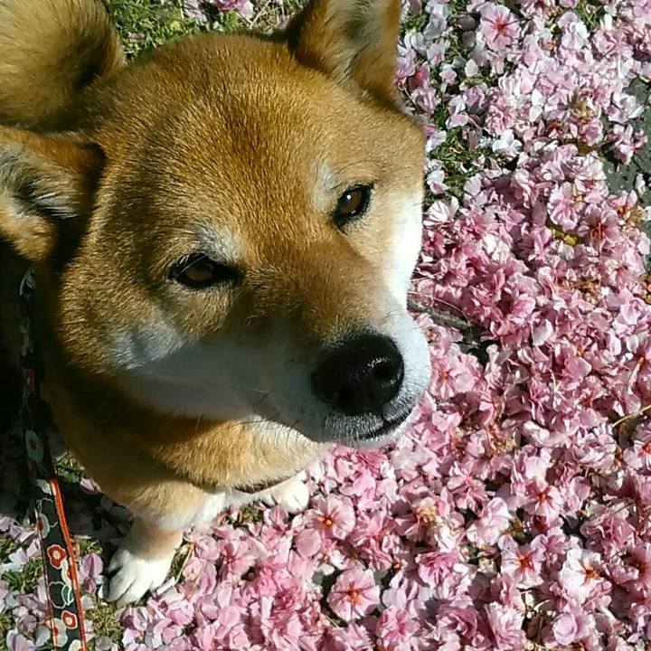 72f94fa6 4a41 47f1 96dd d4b69feb5678 1556411308522