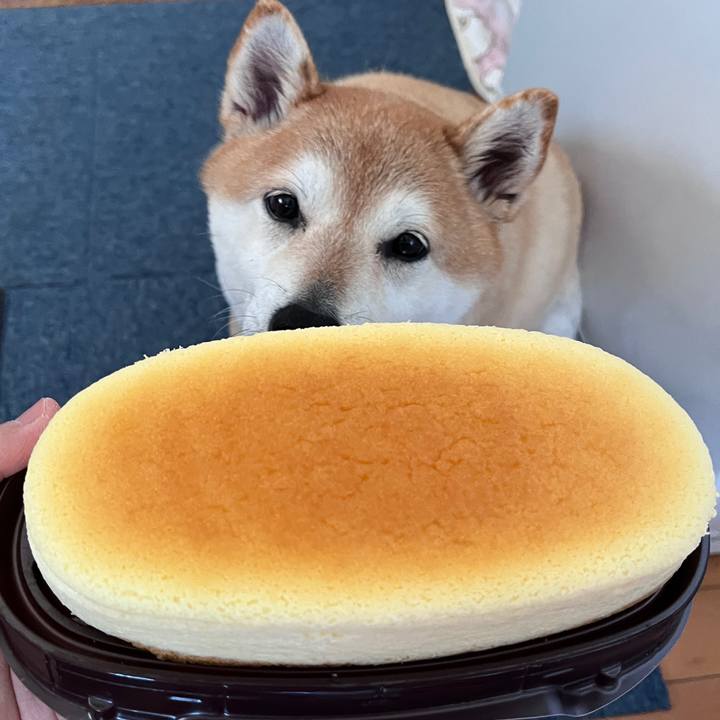 72f9cda6 517c 41d2 9155 245abe4d817d 1714275768461