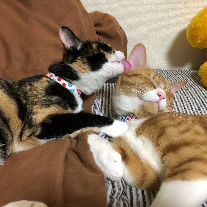 72fb270f 716e 44a9 bf67 b12886161dce 1559697588117