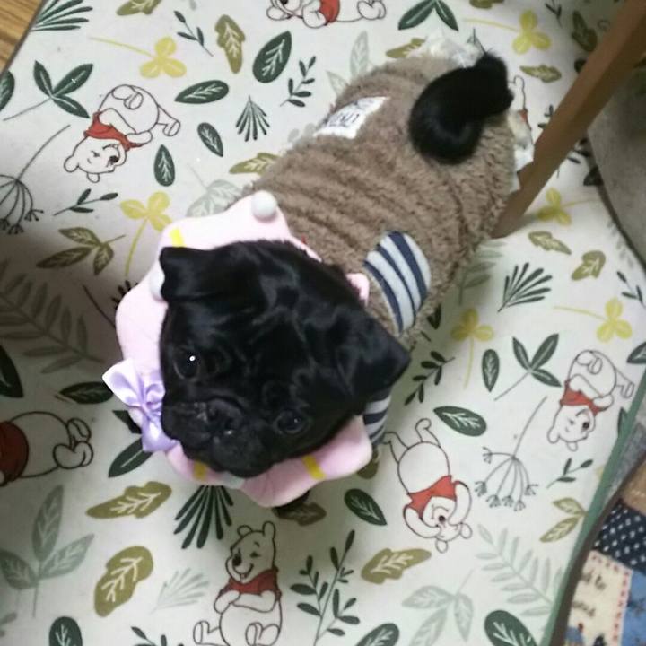 72fc022a cf8f 4c92 81d9 c8949bdfd8cc 1545927136350