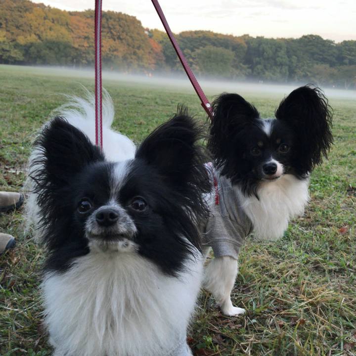 72fca6a0 4c67 4cc2 89c4 c48320638f55 1509076494918