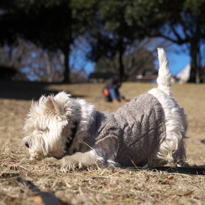 72fcaadc 6a09 4c49 9029 96fa3b7c6451 1514986729257