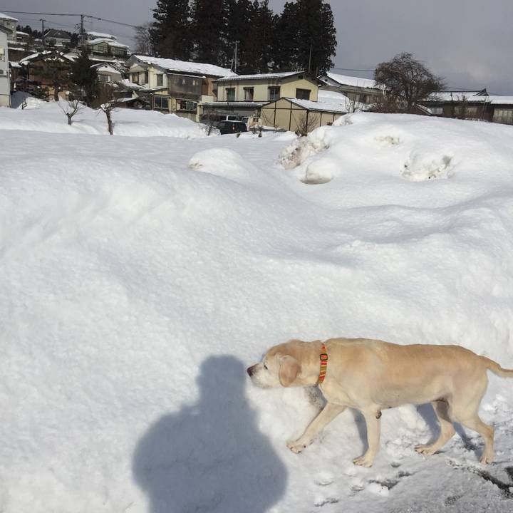 72fe0f52 f391 4d5c 8f8e 773a0cf33484 1517705482674