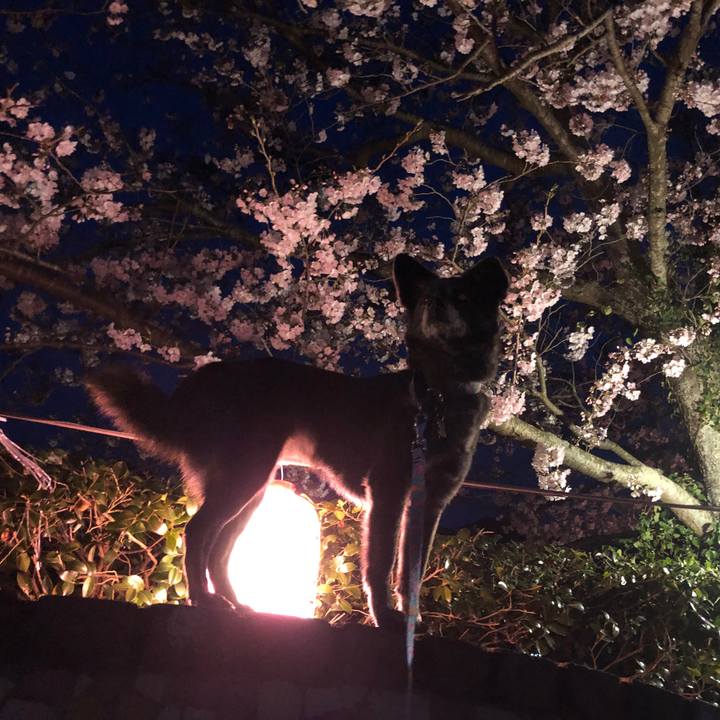 72ff7f52 cad7 4006 814b 38a14fa604f8 1585752025857