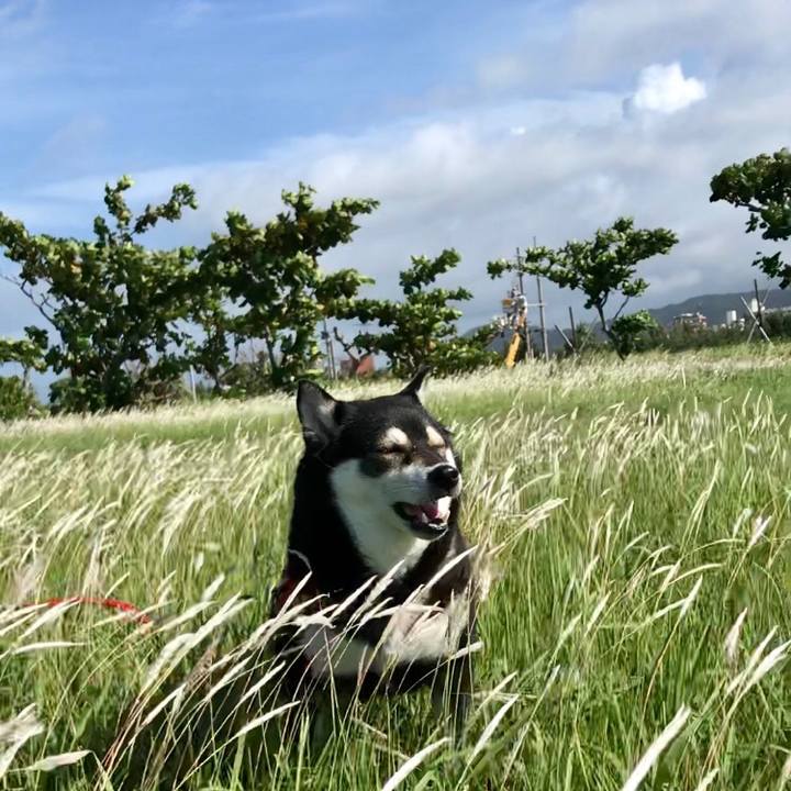 730aa54d 9259 4258 9a0d 677ee4cbcd2e 1530923444655