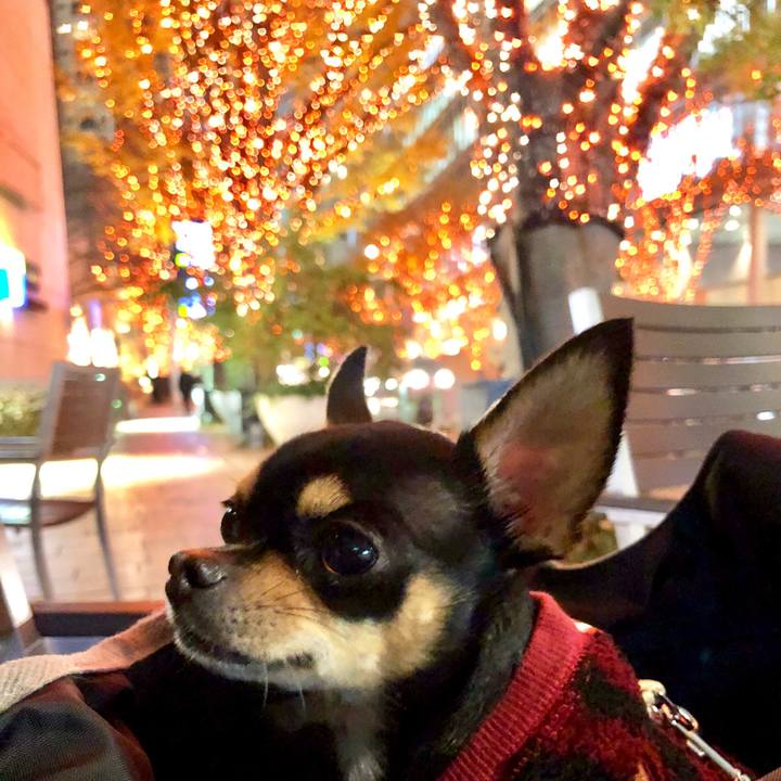 730acfd9 7b03 40eb 9484 f75177801f70 1512060722866