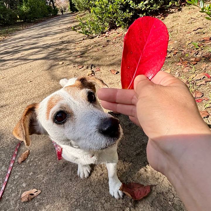 730d4456 3a93 40cf 9ce1 2b40dae13b6a 1762428793079