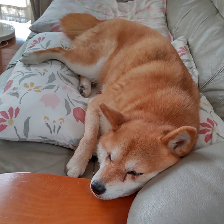 730ec21f efad 41da b2ef ec174cfb4be5 1747623129337