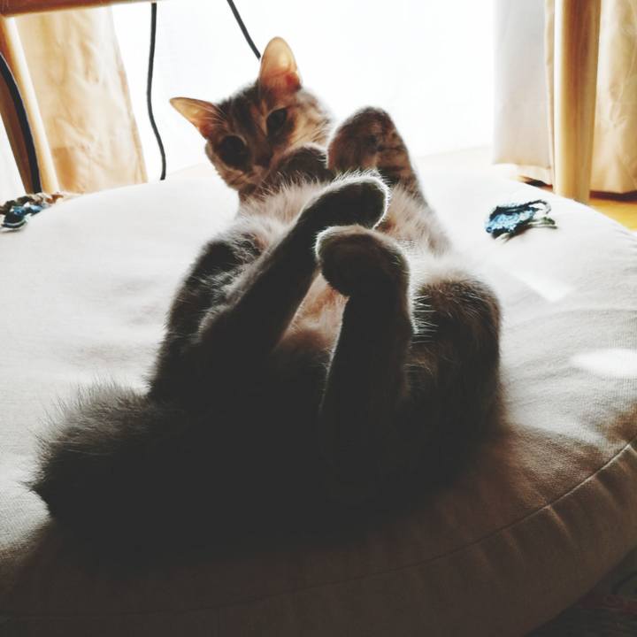 730fba79 6d0c 4f33 8ca8 f7b90db5f1b4 1526812201609