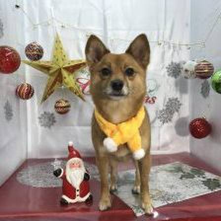 73158a55 7c94 44b9 aa2a 8aae9159d66b 1544397708632