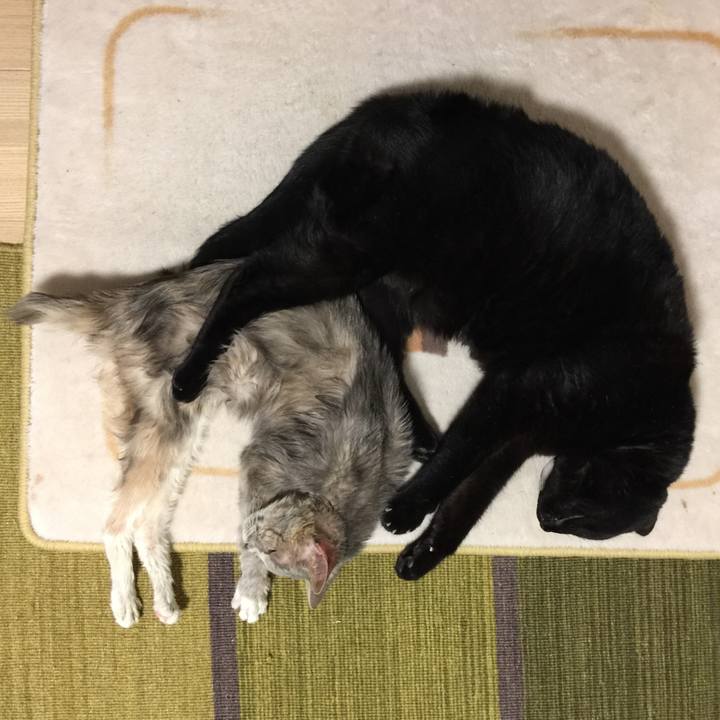 7315e2b9 198d 4025 8871 772f9ed66630 1510482059250