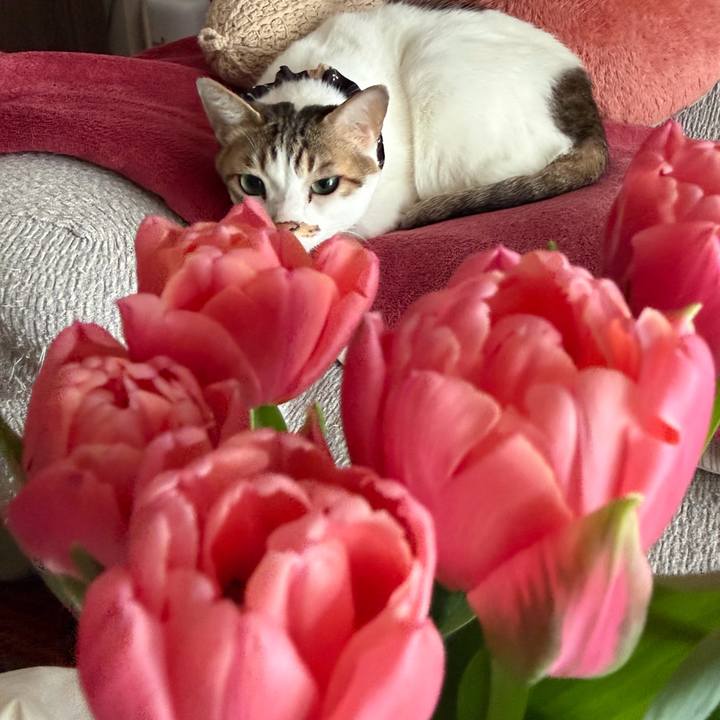 73164cd9 6cf5 4c7a a847 40853e67a244 1771563239717