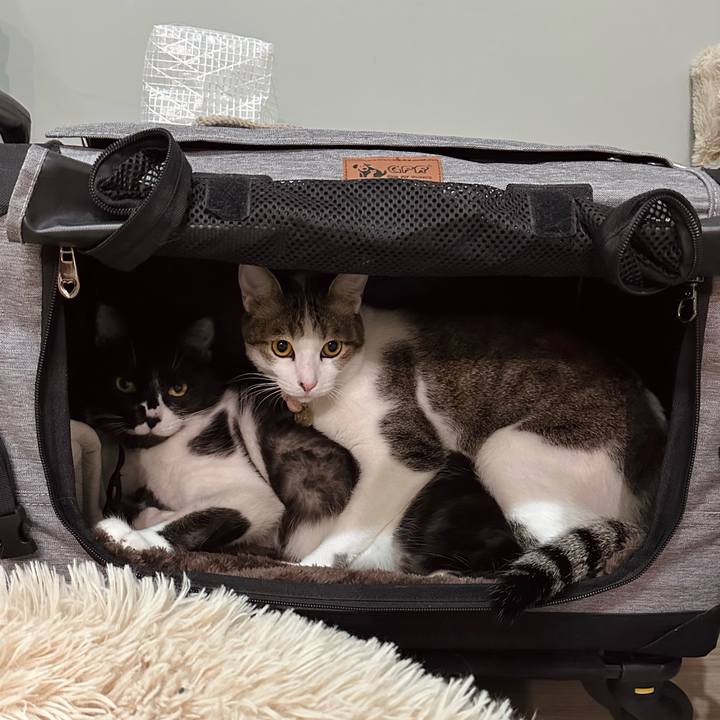 7318006d 40a8 418e a60b f5821ce5be19 1770379971753