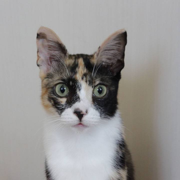 731800c1 0f42 42df 99c0 67b55f85b8d0 1597370395218