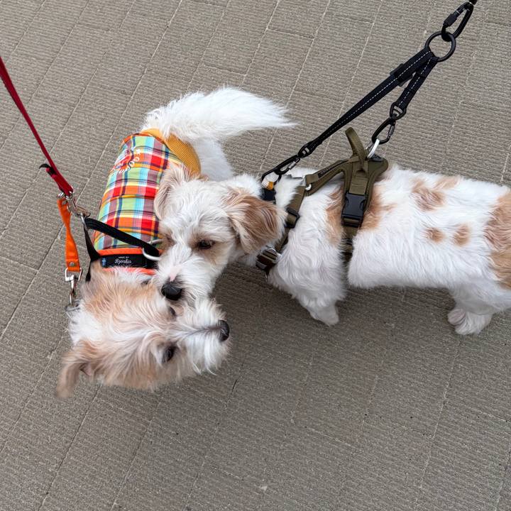 731ade93 d53e 49b6 89ae 9224d5ccbcb0 1759788379578