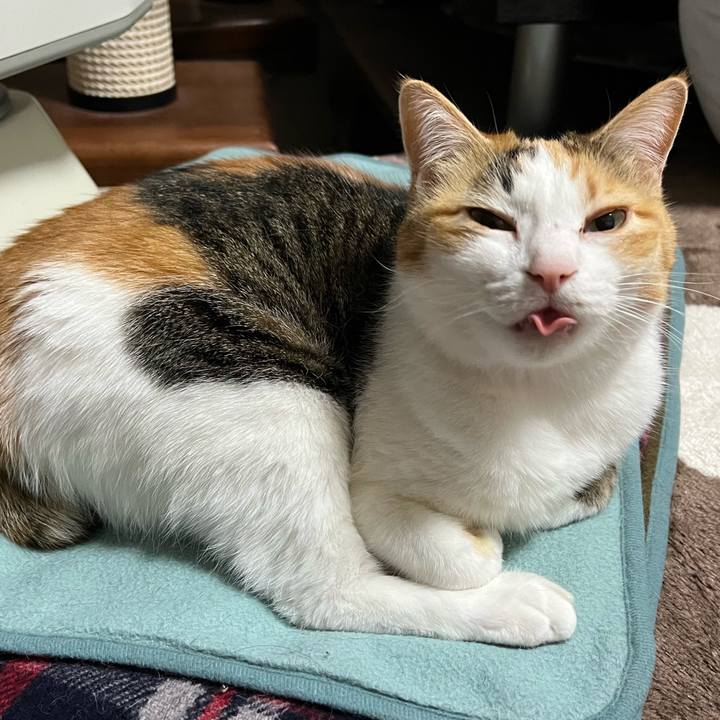 731cf650 3105 4e51 9e1d b0614416214f 1765455261293