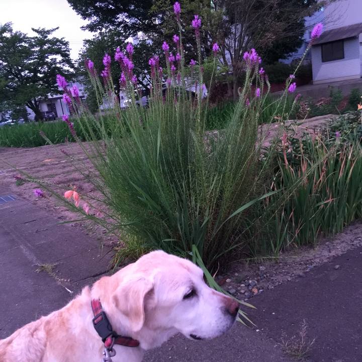 731e4f60 348a 41d6 b0e5 9d3def53f855 1531826022771