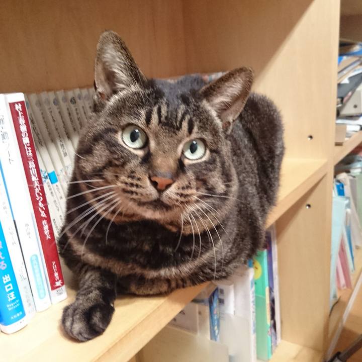 731eaf5d 48cb 48d2 a1cf 11aa9a53d49f 1543045081556