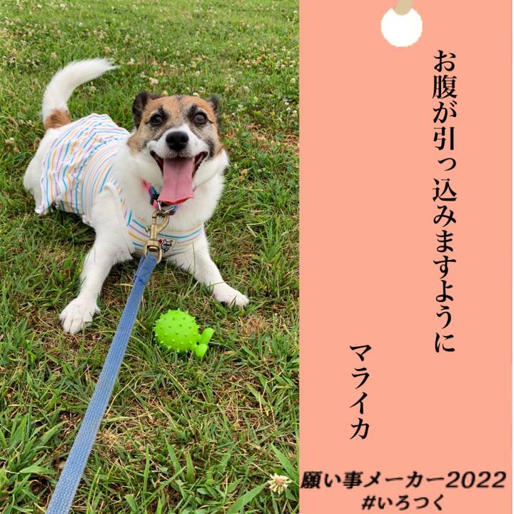 7320c8f2 77a4 4e54 ac52 4f72714a8f4a 1657169370611